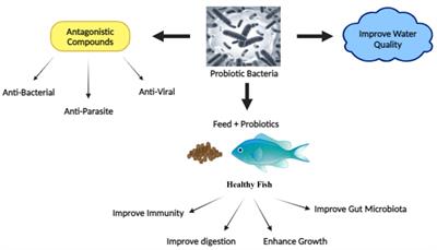 Probiotics and paraprobiotics in aquaculture: a sustainable strategy for enhancing fish growth, health and disease prevention-a review